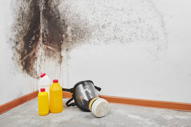 Best Bathroom Mold Remediation in Edgewater, MD