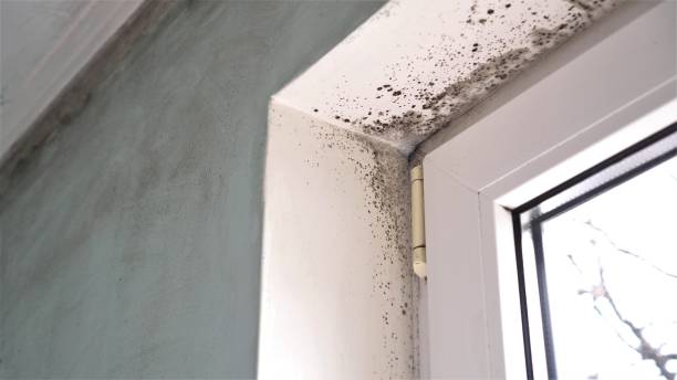 Best Mold Testing and Inspection Services in Edgewater, MD