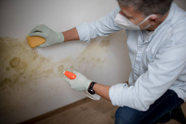 Best Emergency Mold Remediation in Edgewater, MD