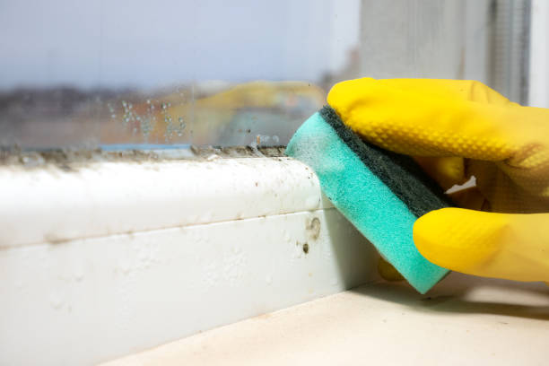 Edgewater, MD Mold Remediation Company