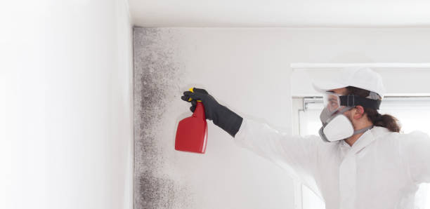 Best Residential Mold Remediation in Edgewater, MD
